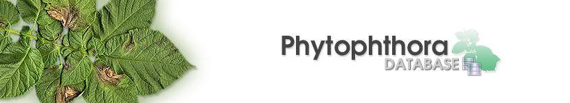 Phytophthora